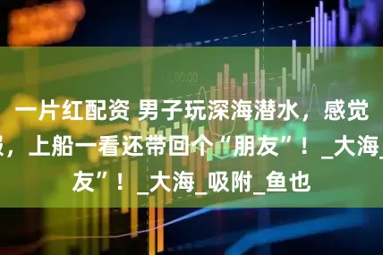 一片红配资 男子玩深海潜水，感觉肚子不舒服，上船一看还带回个“朋友”！_大海_吸附_鱼也